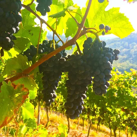 Prázdninový dům Winzerhof Maennle Oberkirch (Baden)